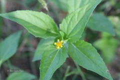 Galinsoga parviflora
